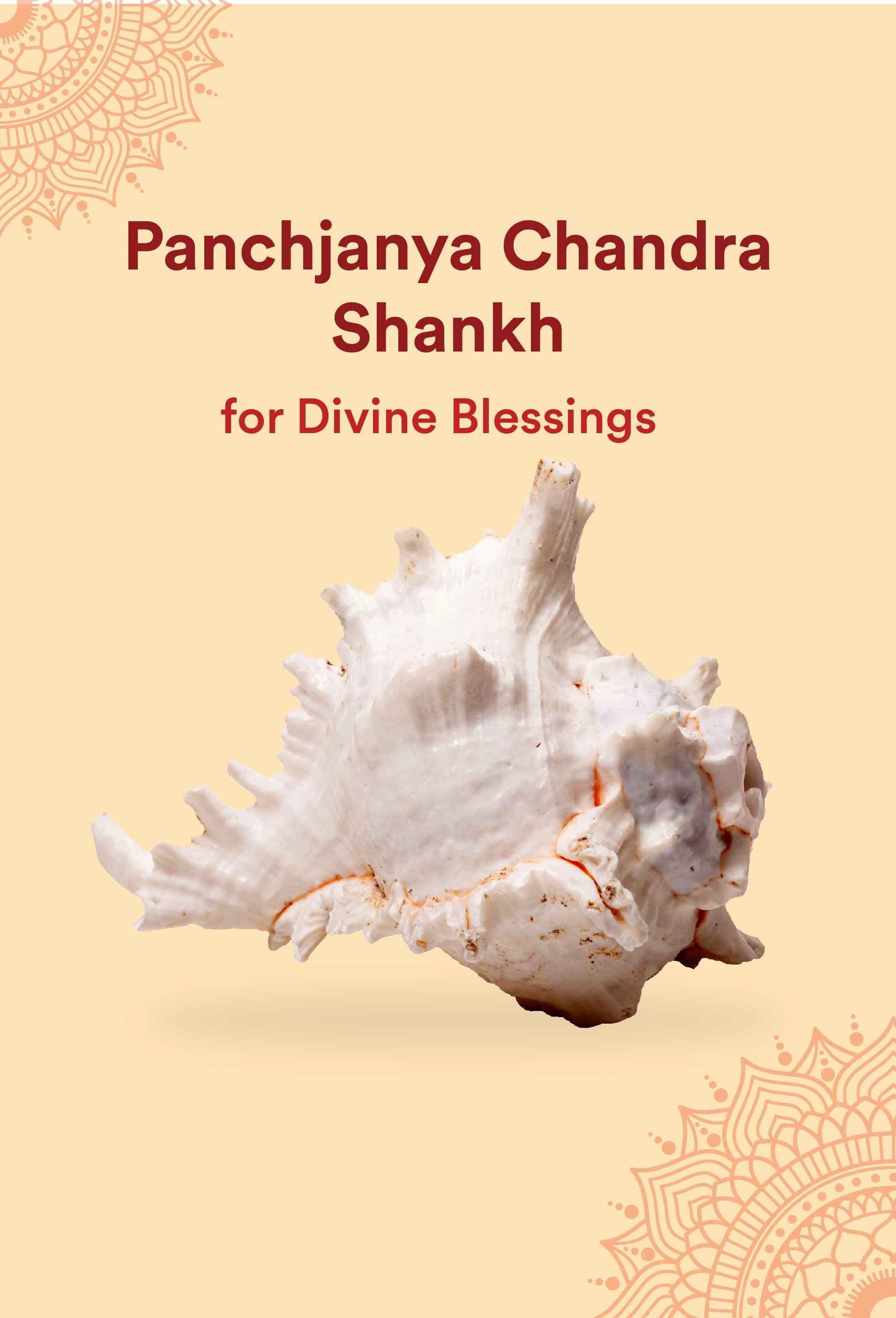 Panchjanya Chandra Shankh 1 Pc | Symbol of Bhagwan Vishnu by Pujashree | Sanatana Journey