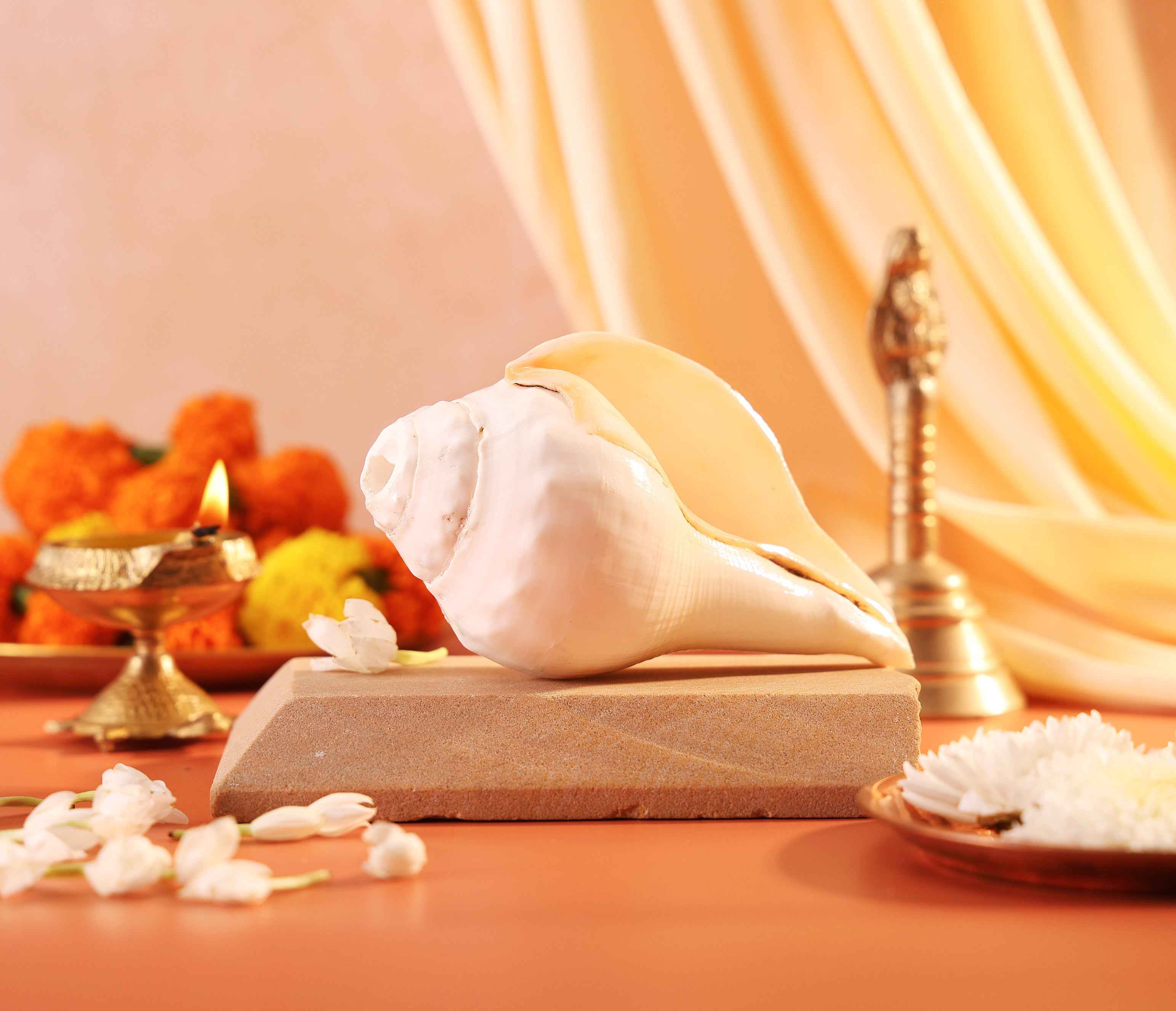 Vishnu Shankh (Below 400 g) by Pujashree | Sanatana Journey