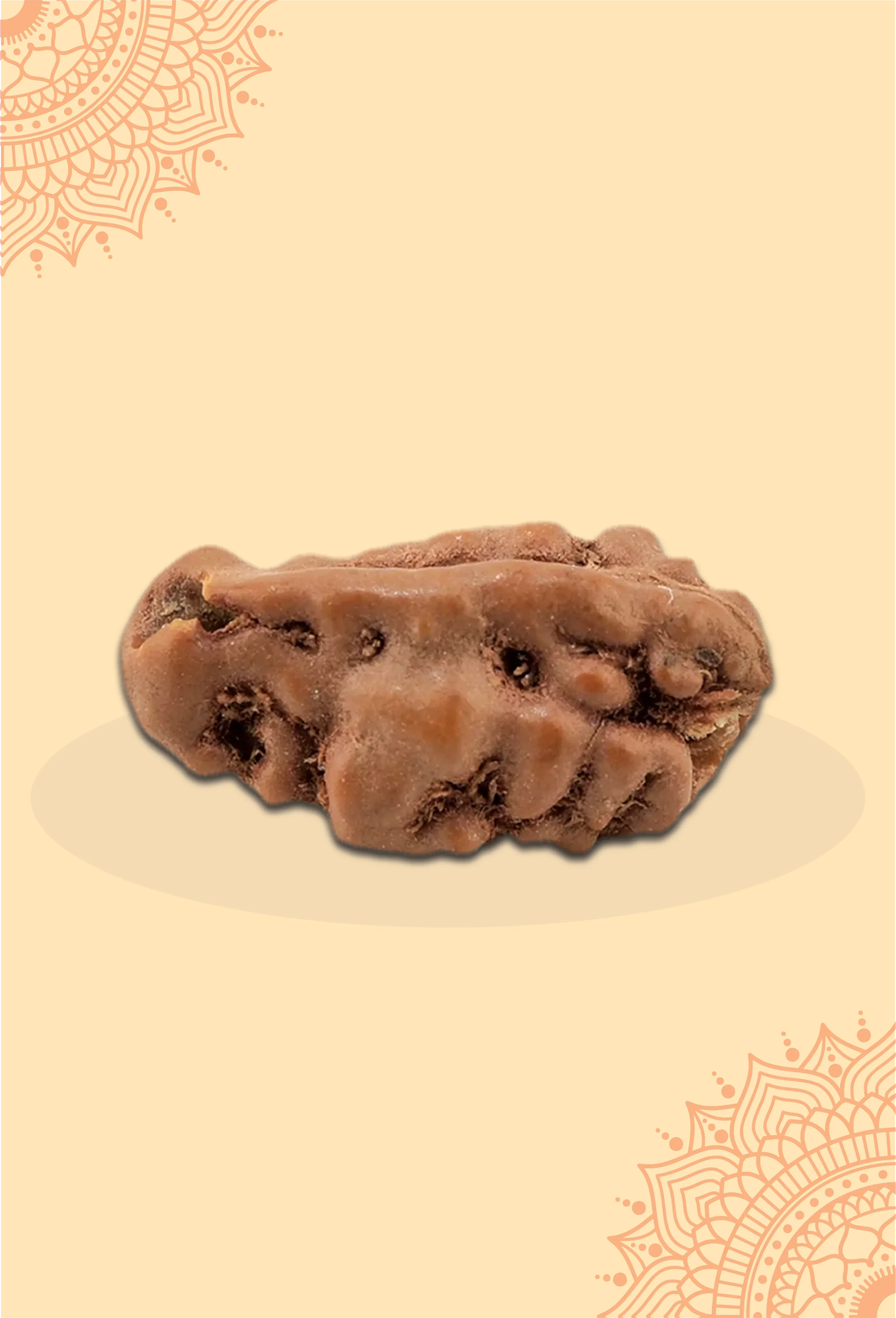 Ek Mukhi Rudraksha by Pujashree | Sanatana Journey