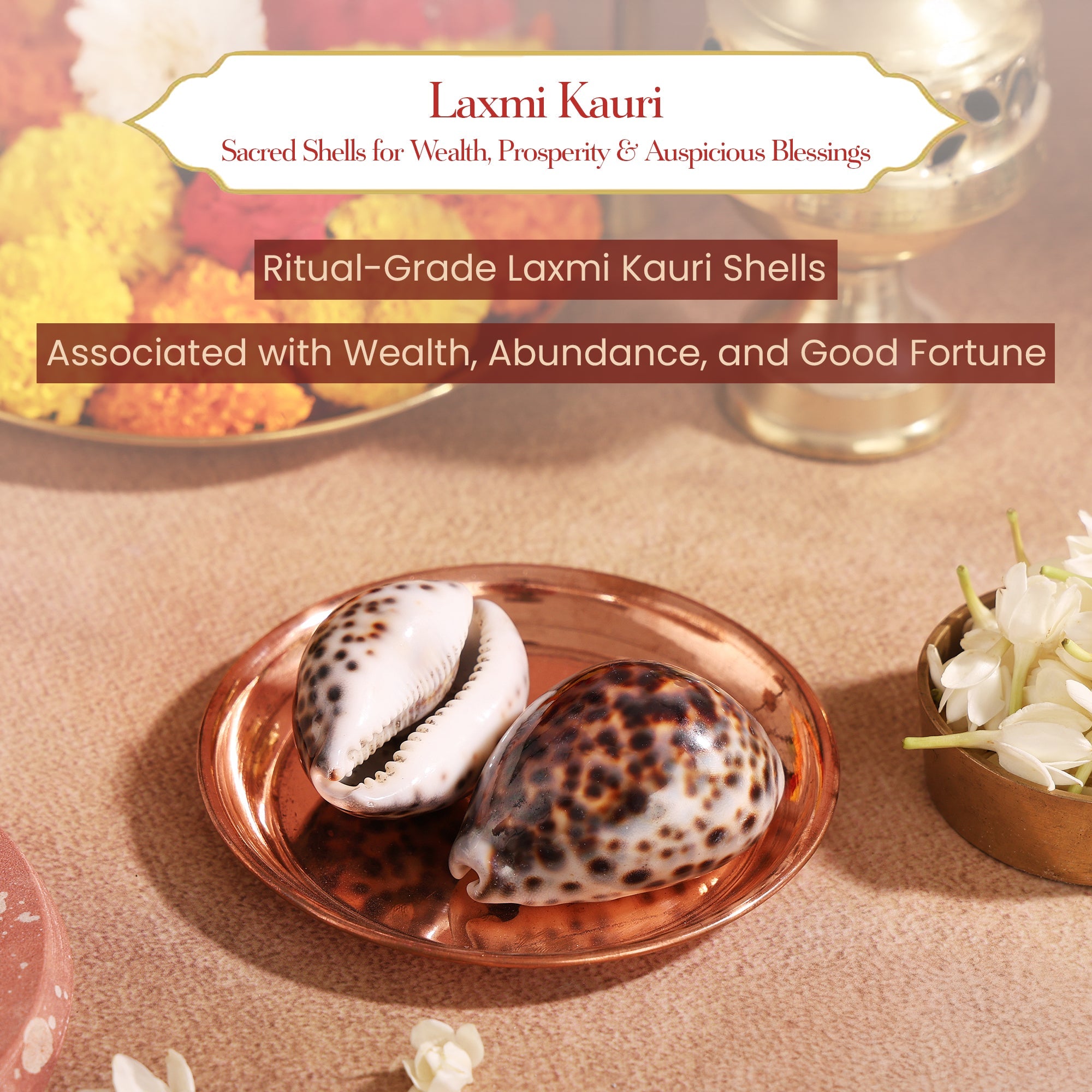 Pavitr Kauri Combo – Kauri & Laxmi Kauri for Wealth & Aarti Rituals by Pujashree | Sanatana Journey