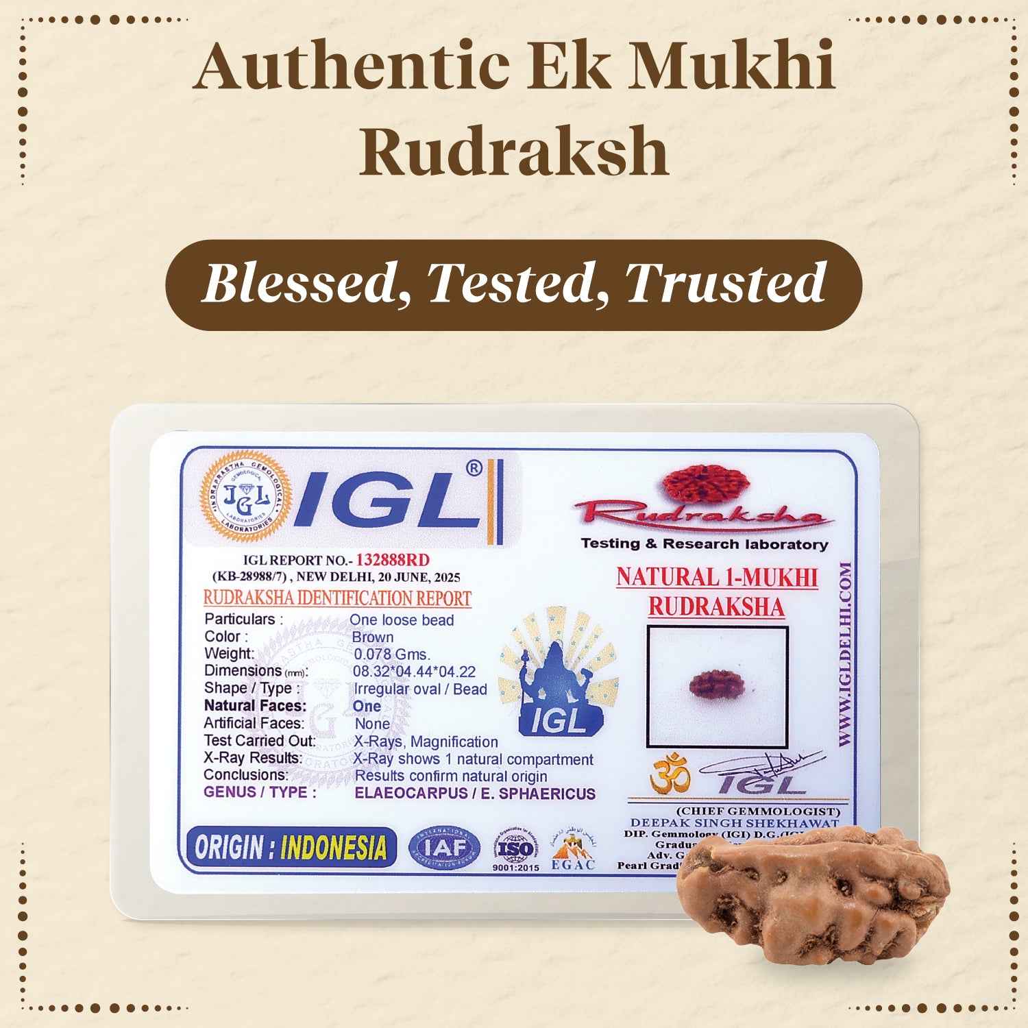 Ek Mukhi Rudraksha – Symbol of Shiva’s Divine Power by Pujashree | Sanatana Journey