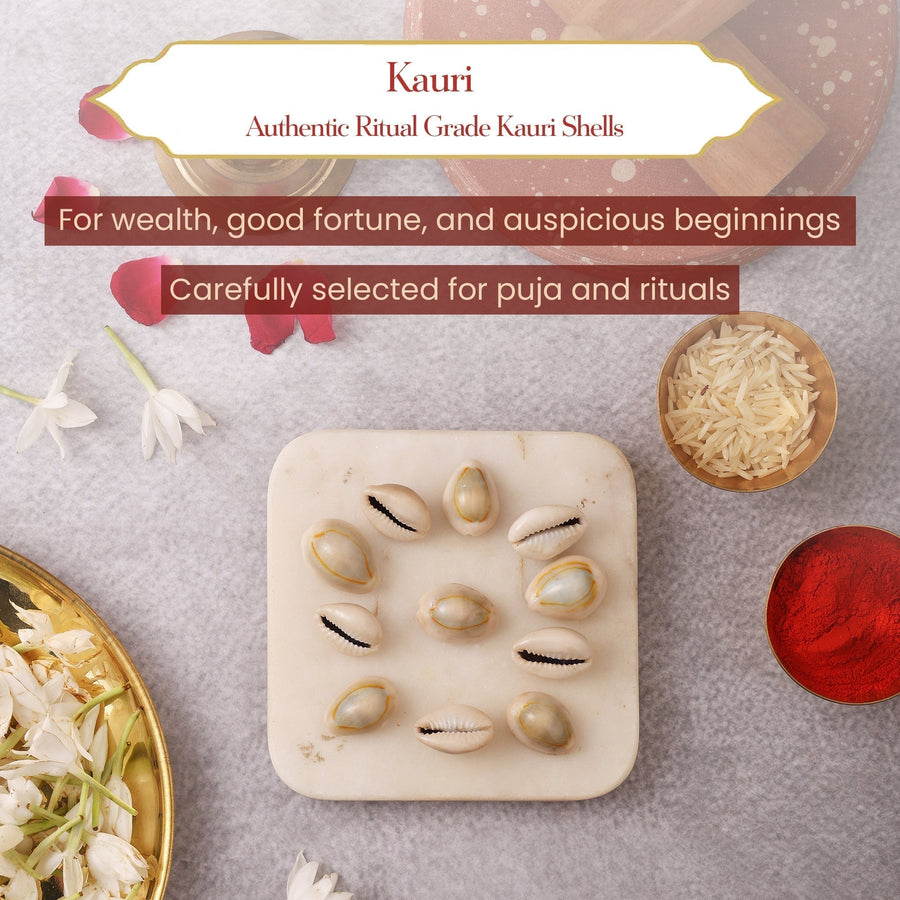 Pavitr Kauri Combo – Kauri & Laxmi Kauri for Wealth & Aarti Rituals by Pujashree | Sanatana Journey