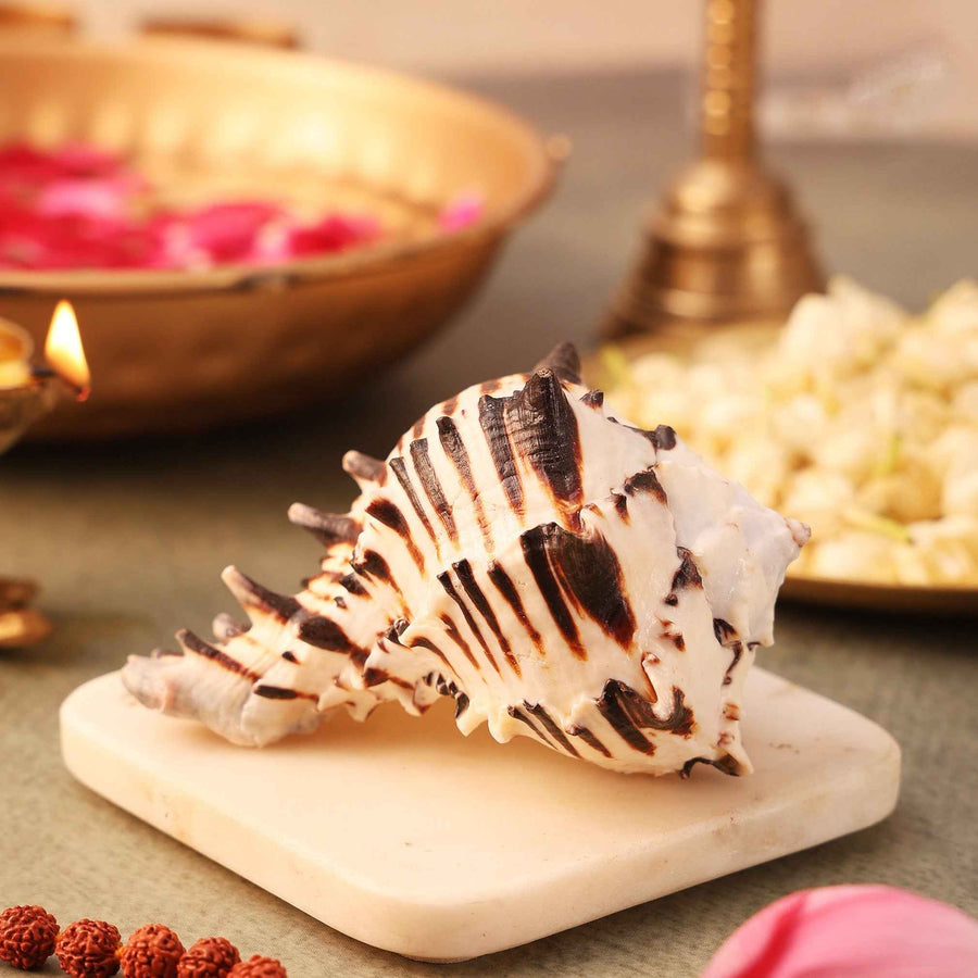 Shani Shankh 1 Pc| Navagraha Shankh | Symbol of Planet Shani by Pujashree | Sanatana Journey