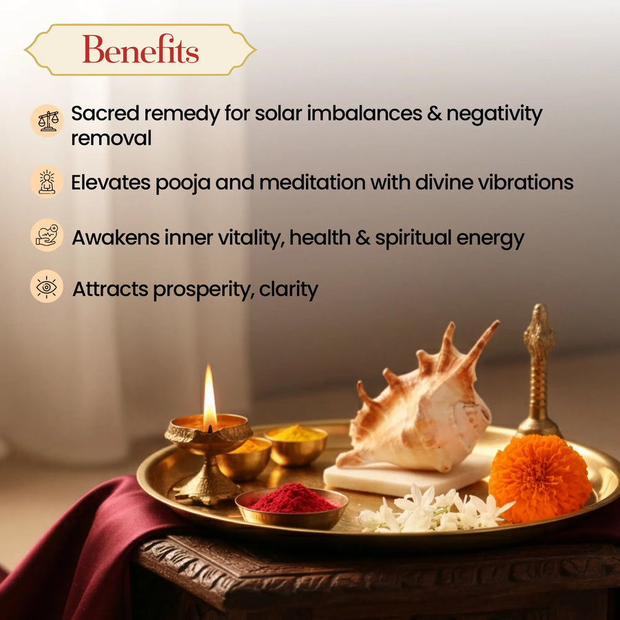 Surya Shankh – The Sacred Sun Conch of Vitality by Pujashree | Sanatana Journey
