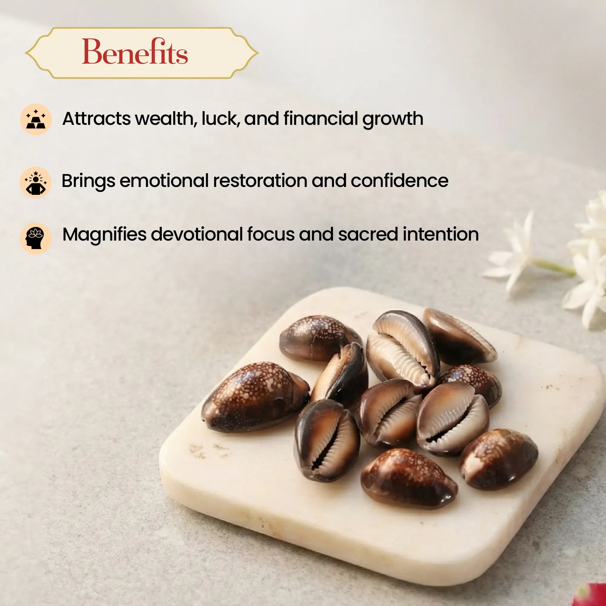 Lal Kauri (11 pcs) – Red Kauri Shells for Lakshmi Puja, Wealth and Healing by Pujashree | Sanatana Journey