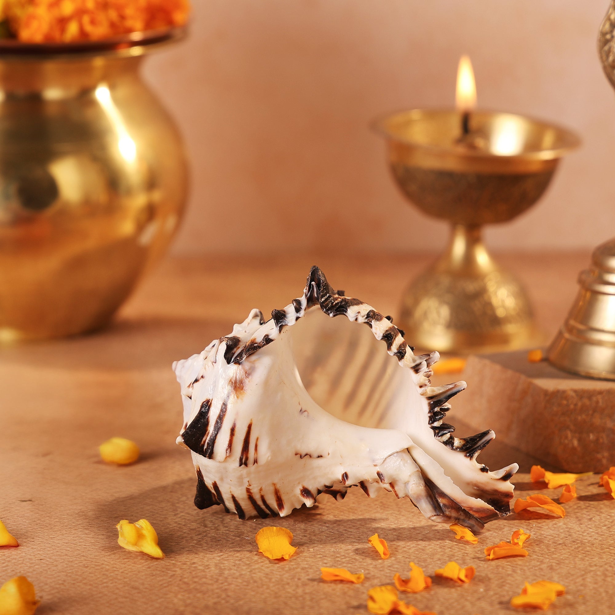 Shani Shankh 1 Pc| Navagraha Shankh | Symbol of Planet Shani by Pujashree | Sanatana Journey