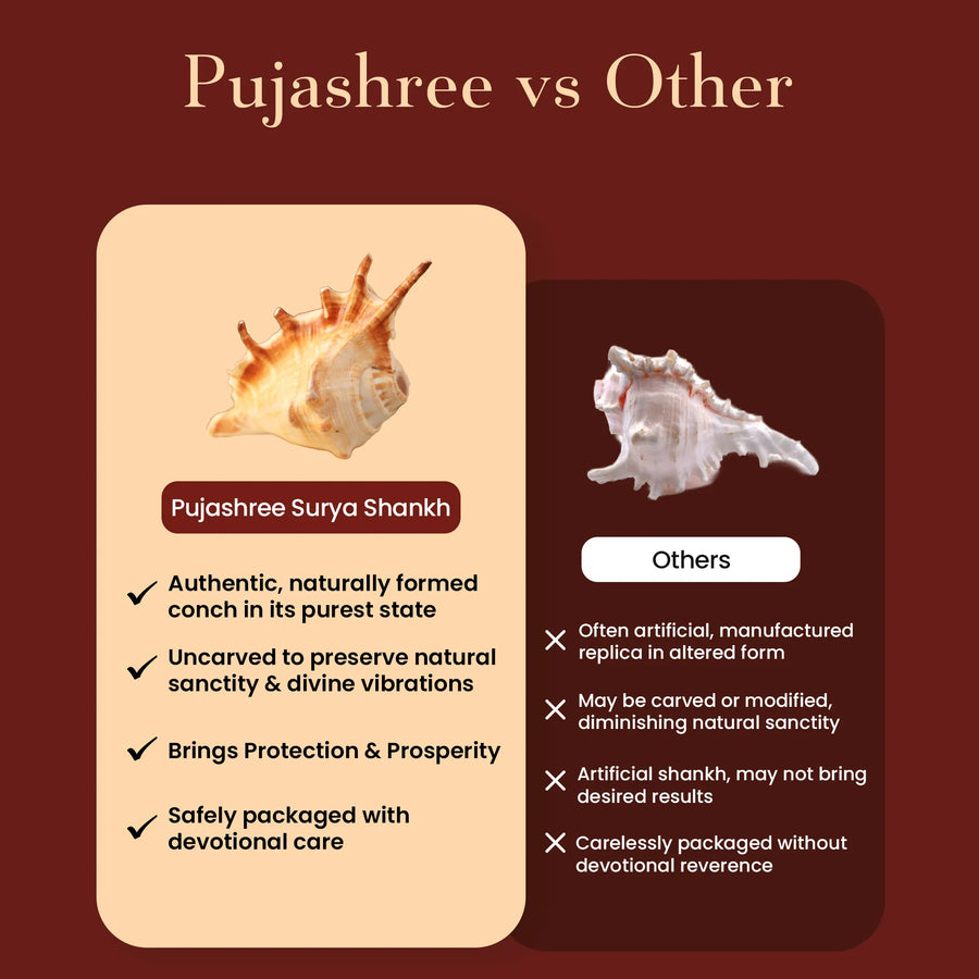 Surya Shankh – The Sacred Sun Conch of Vitality by Pujashree | Sanatana Journey
