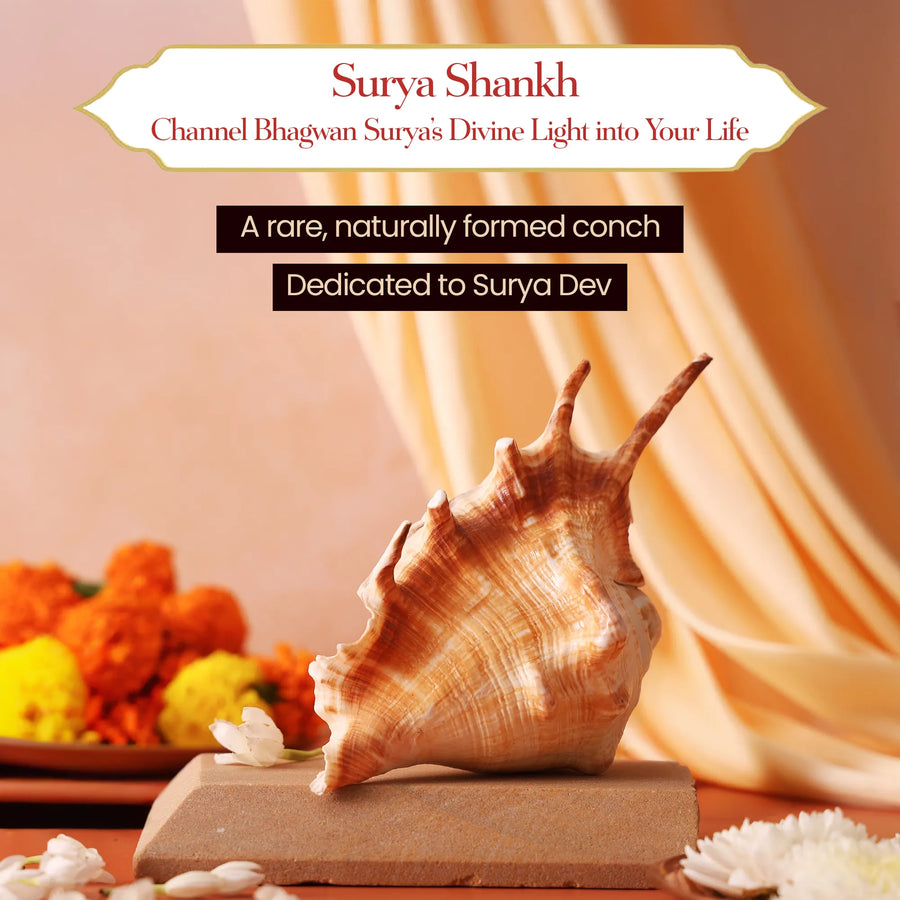 Surya Shankh – The Sacred Sun Conch of Vitality by Pujashree | Sanatana Journey