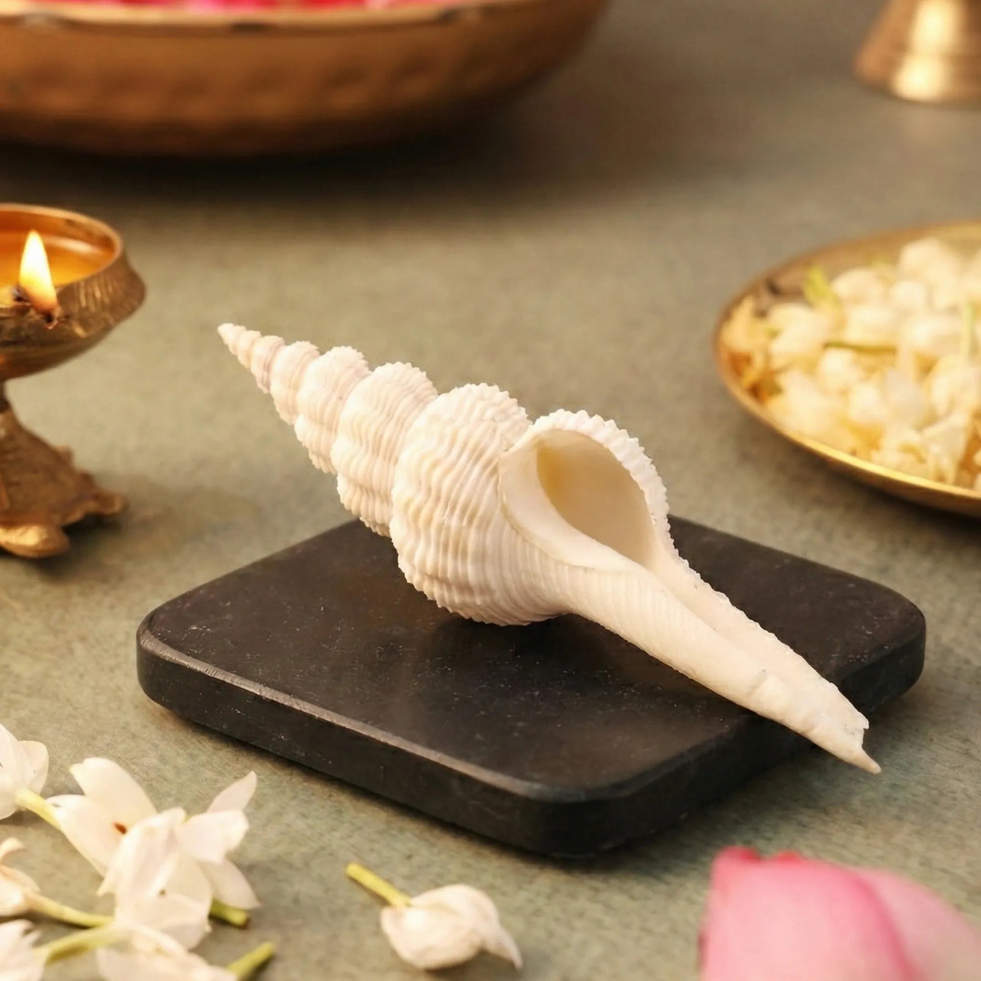 Shukra Shankh – Harmony, Luxury, and Prosperity by Pujashree | Sanatana Journey