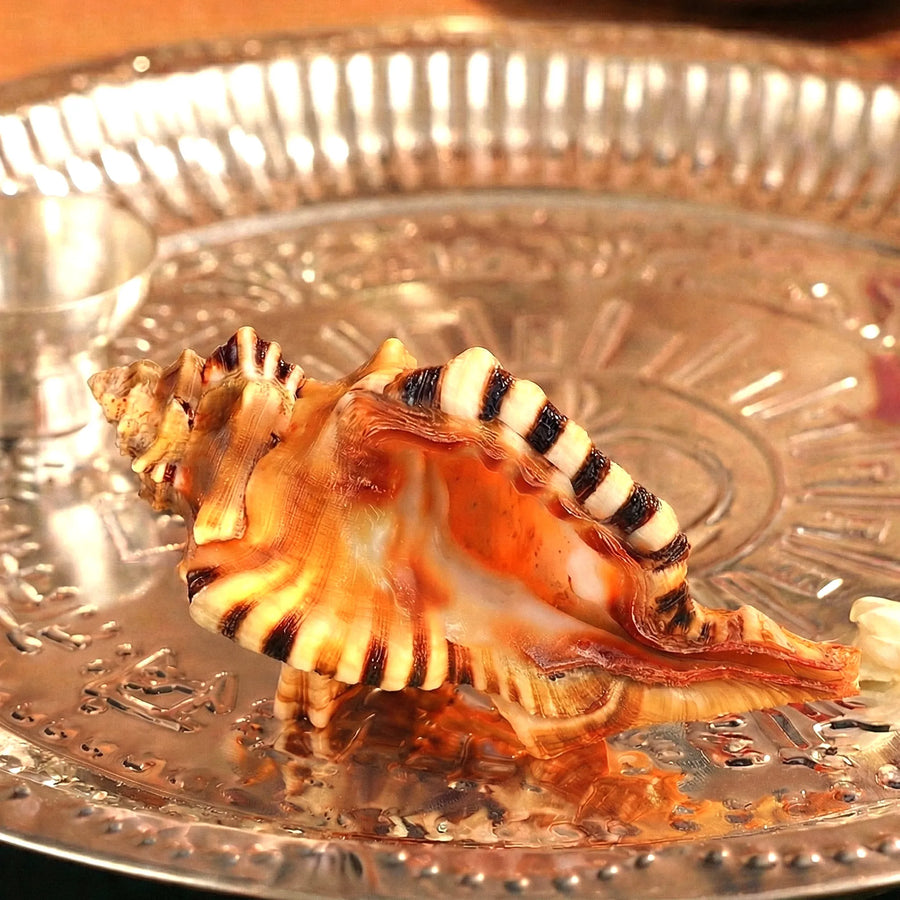 Ganesh Shankh – The Auspicious Symbol of New Beginnings by Pujashree | Sanatana Journey