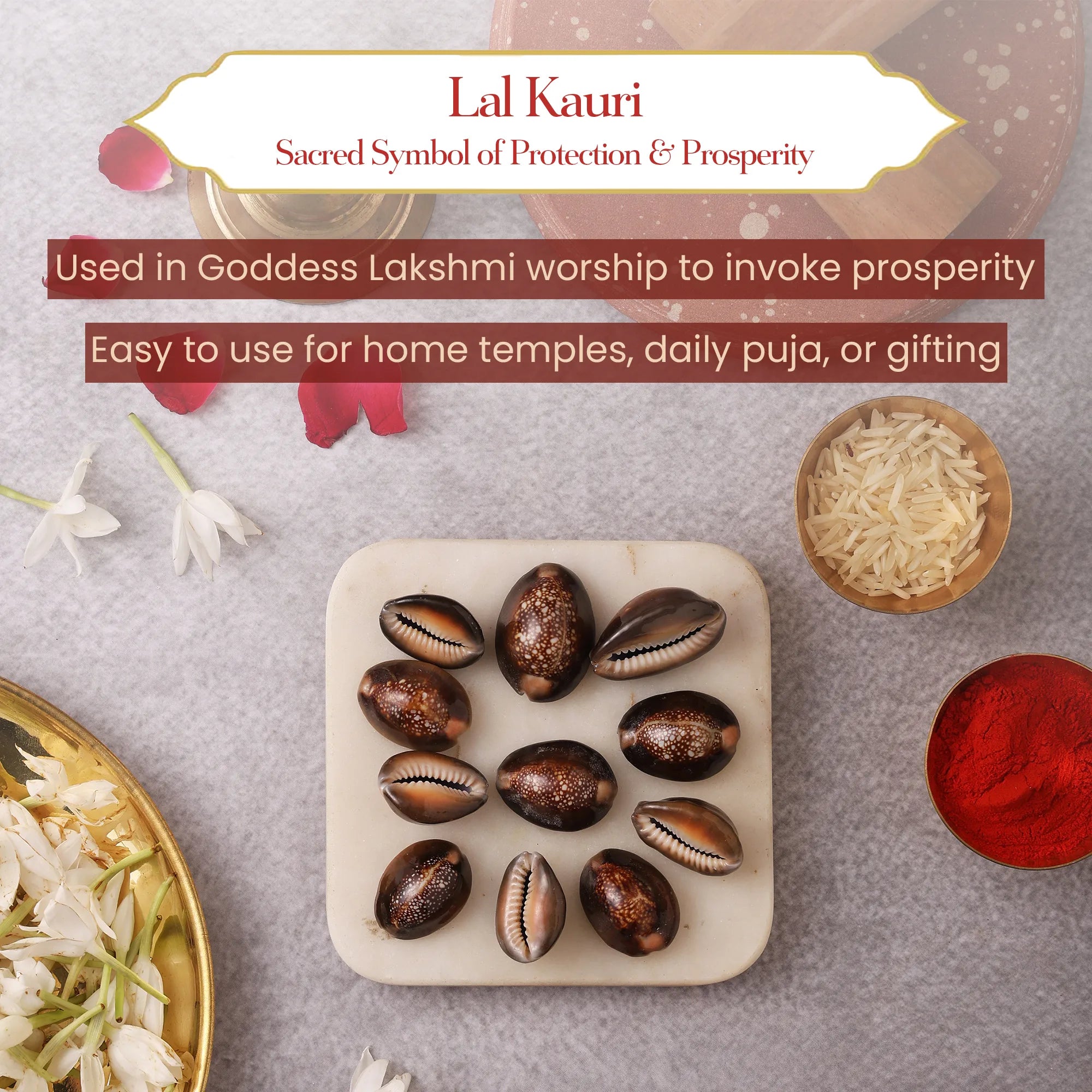 Lal Kauri (11 pcs) – Red Kauri Shells for Lakshmi Puja, Wealth and Healing by Pujashree | Sanatana Journey