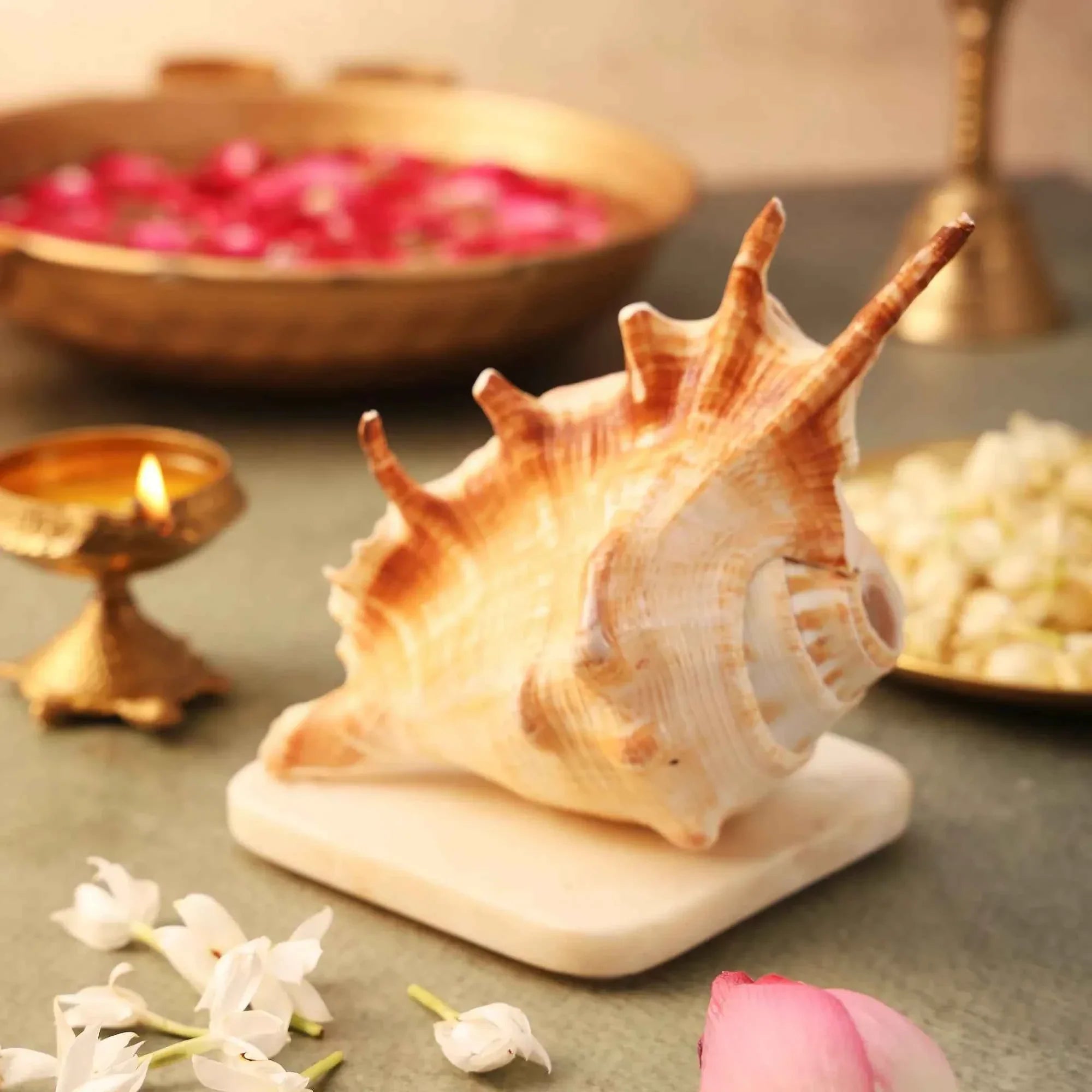 Surya Shankh 1 Pc |Navagraha Shankh by Pujashree | Sanatana Journey