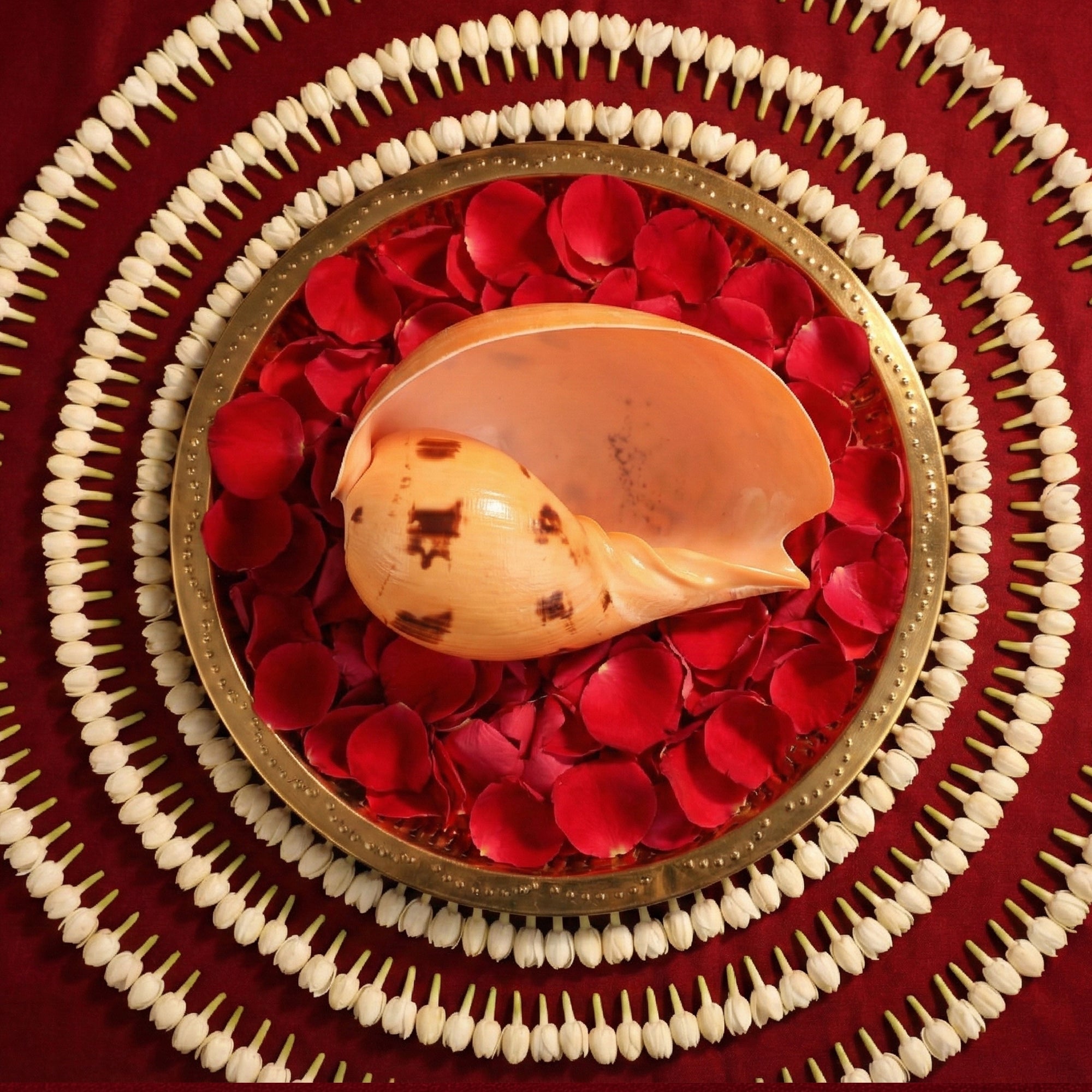 Kuber Shankh by Pujashree | Sanatana Journey