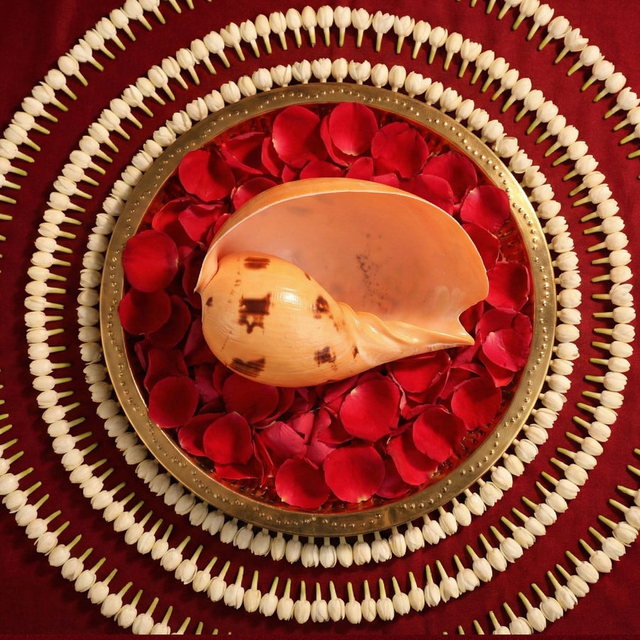 Kuber Shankh by Pujashree | Sanatana Journey