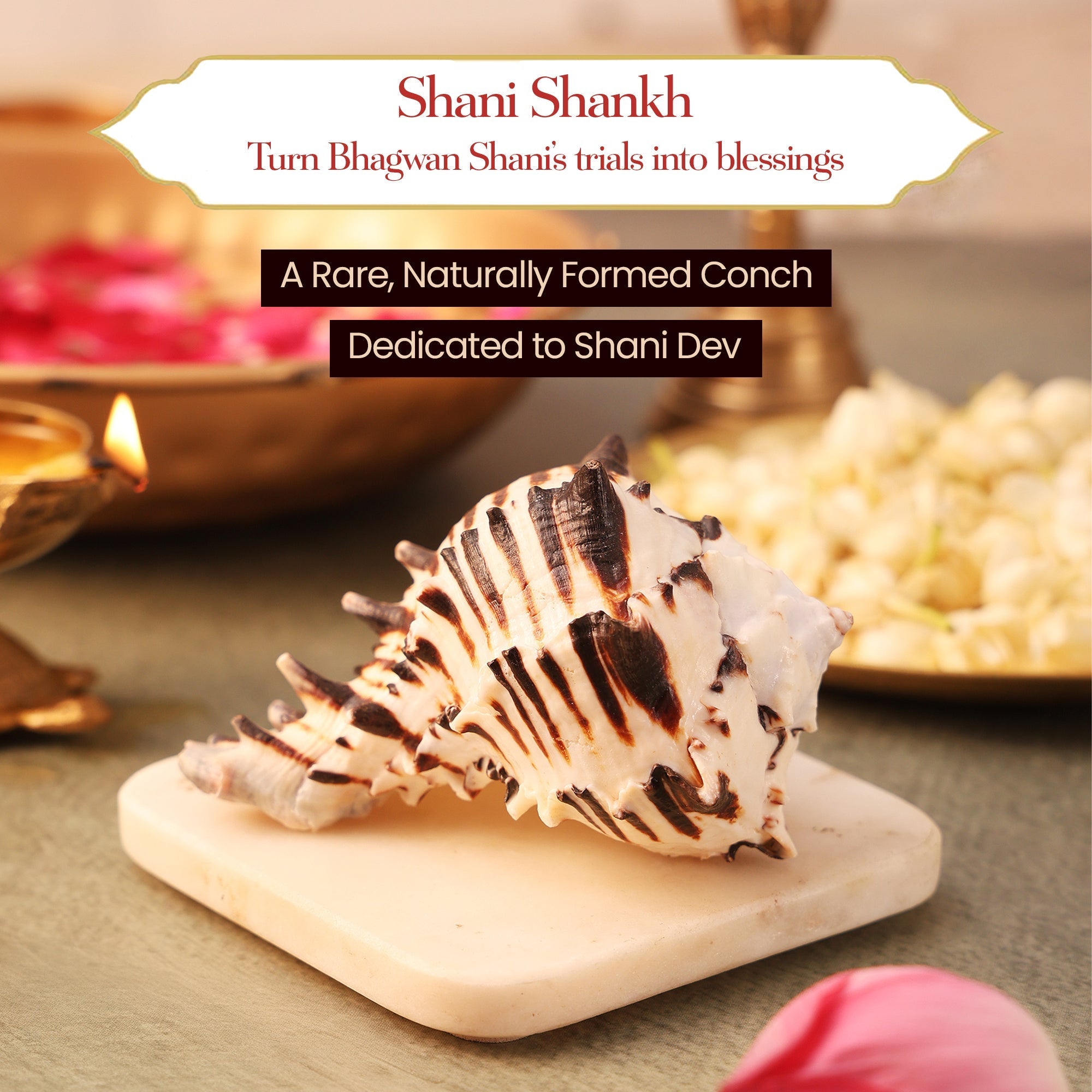 Shani Shankh 1 Pc| Navagraha Shankh | Symbol of Planet Shani by Pujashree | Sanatana Journey