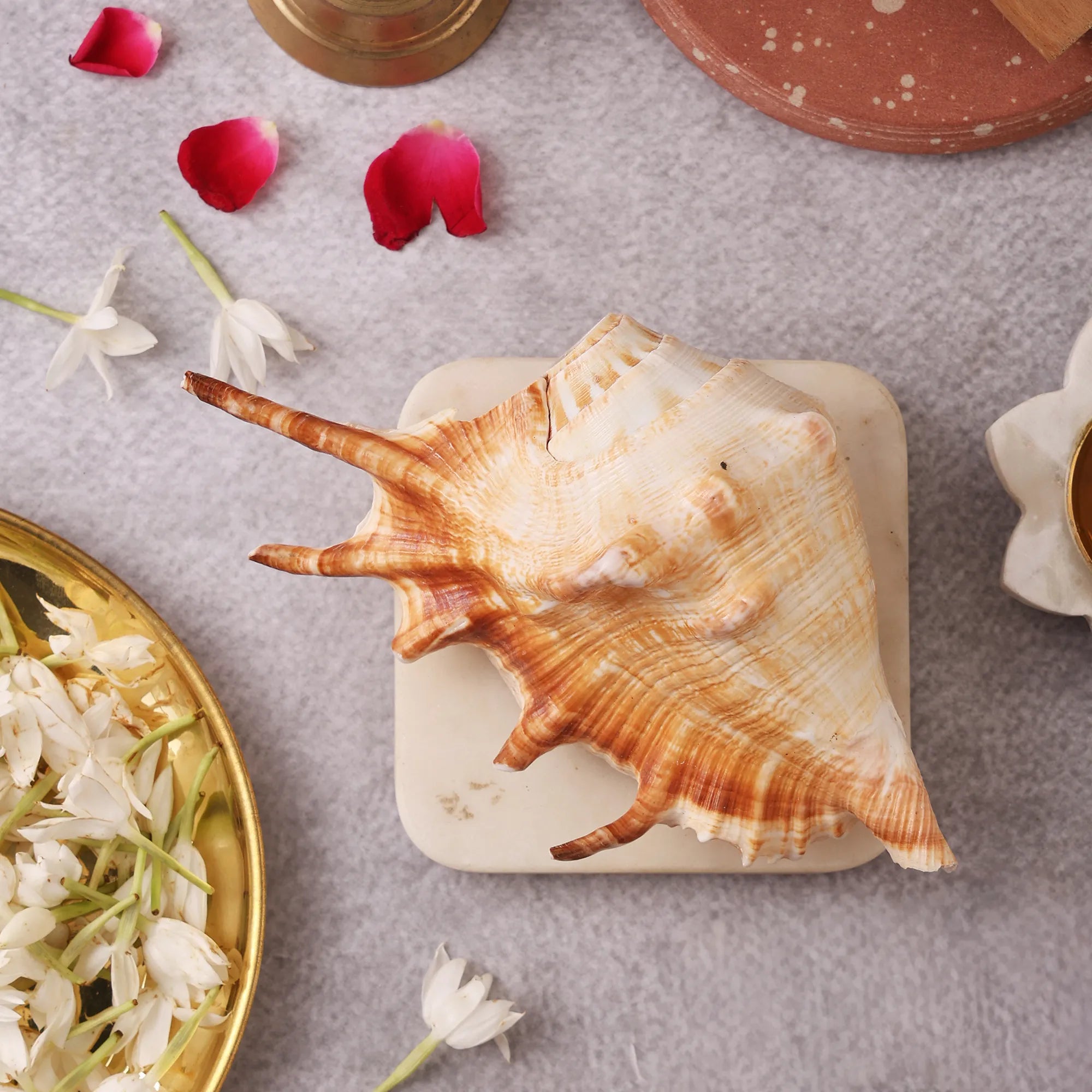Surya Shankh – The Sacred Sun Conch of Vitality by Pujashree | Sanatana Journey