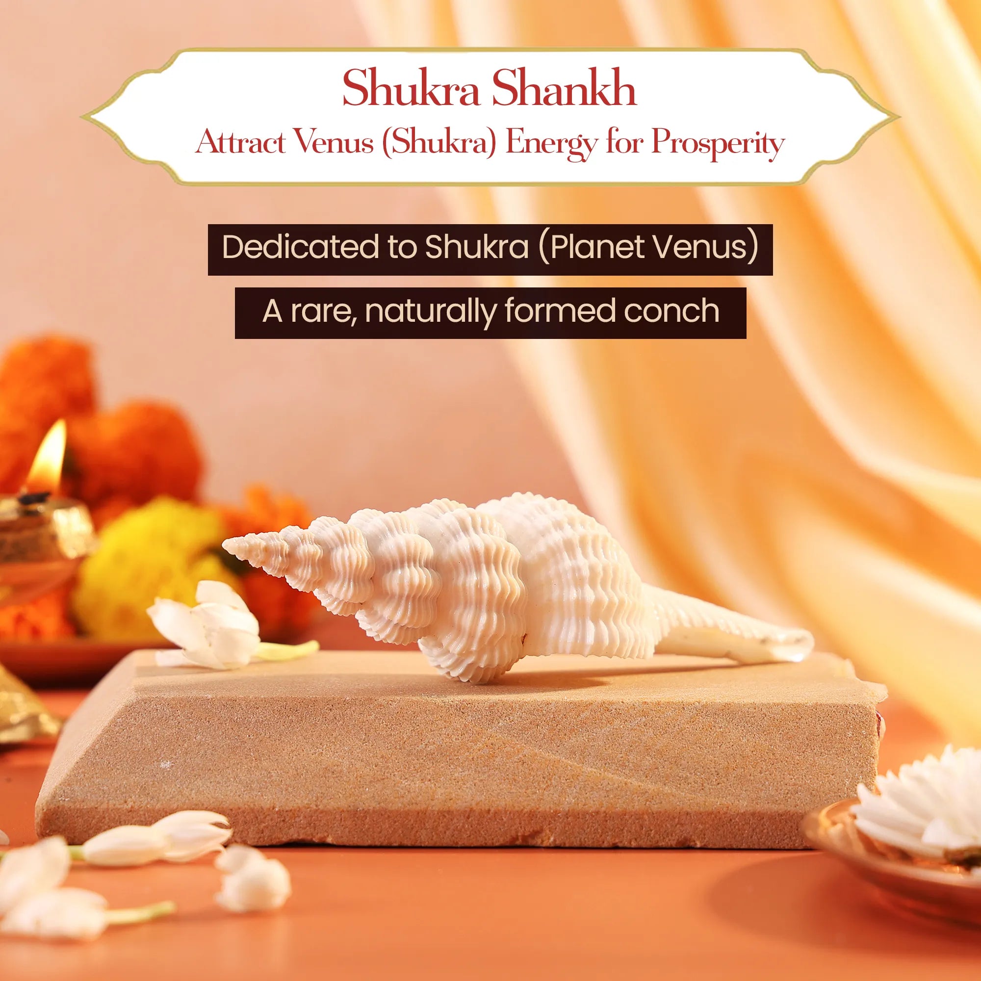 Shukra Shankh – Harmony, Luxury, and Prosperity by Pujashree | Sanatana Journey