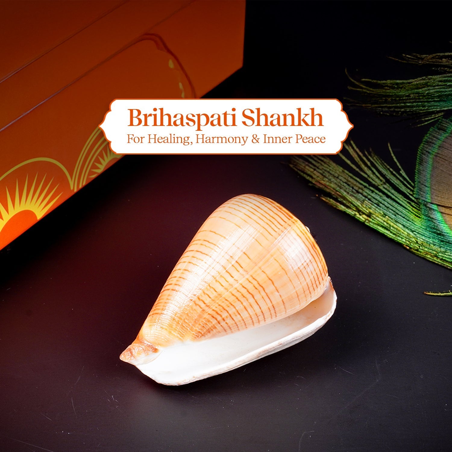 Brihaspati Shankh 1 Pc | Navagraha Shankh | Heals Doshas by Pujashree | Sanatana Journey