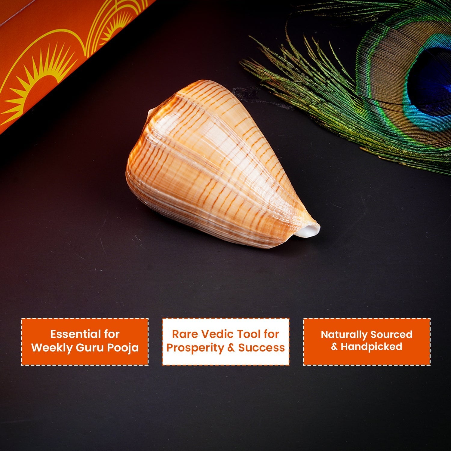 Brihaspati Shankh 1 Pc | Navagraha Shankh | Heals Doshas by Pujashree | Sanatana Journey