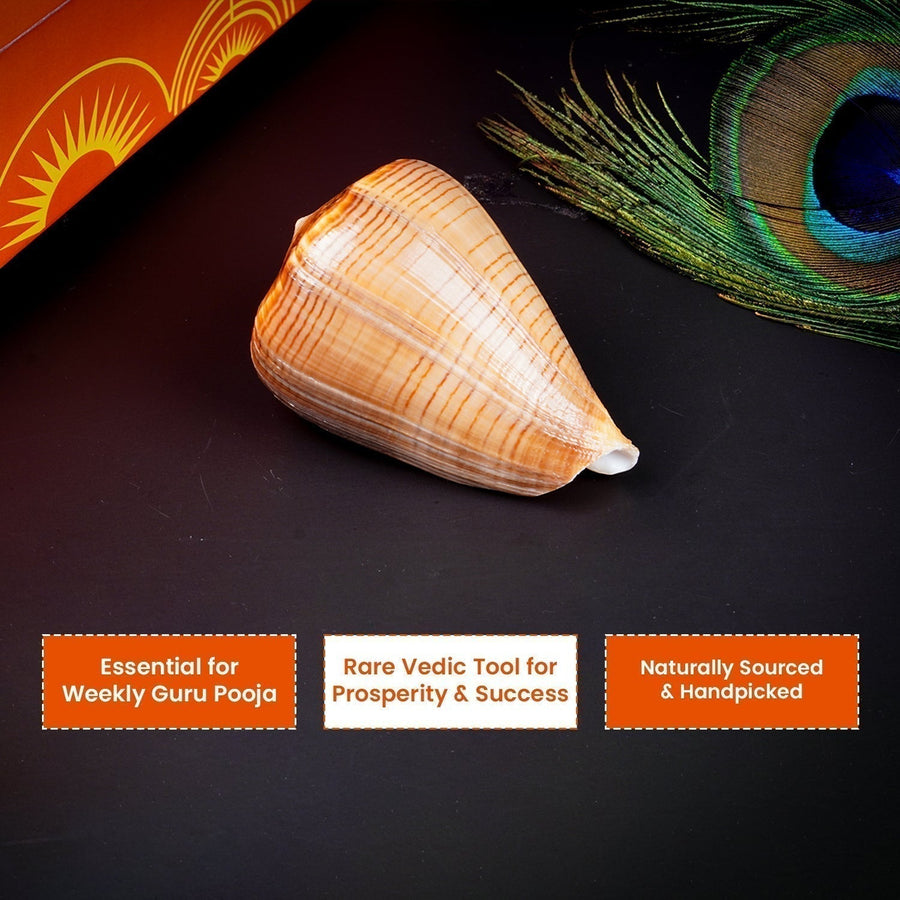 Brihaspati Shankh 1 Pc | Navagraha Shankh | Heals Doshas by Pujashree | Sanatana Journey