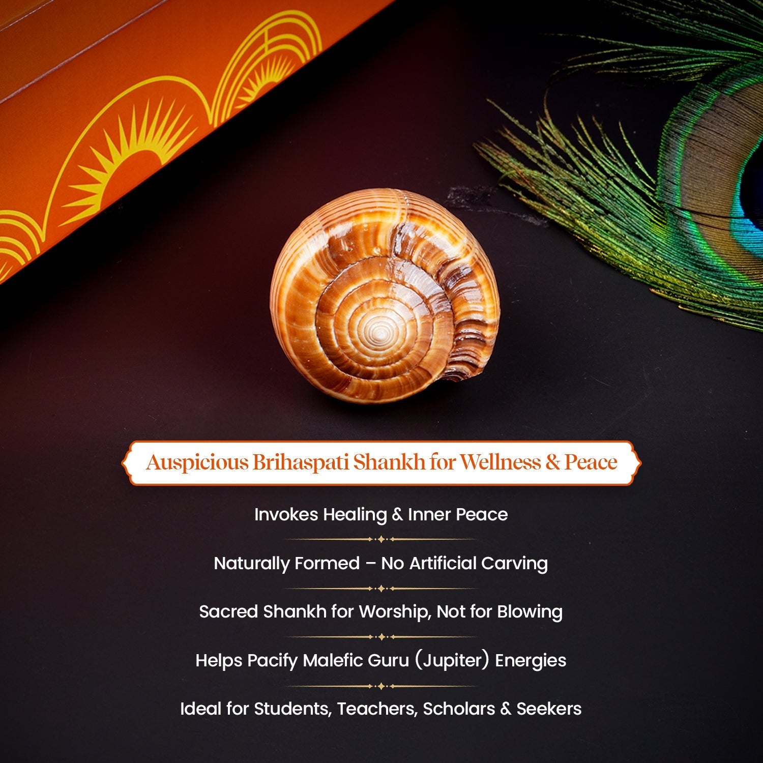 Brihaspati Shankh 1 Pc | Navagraha Shankh | Heals Doshas by Pujashree | Sanatana Journey