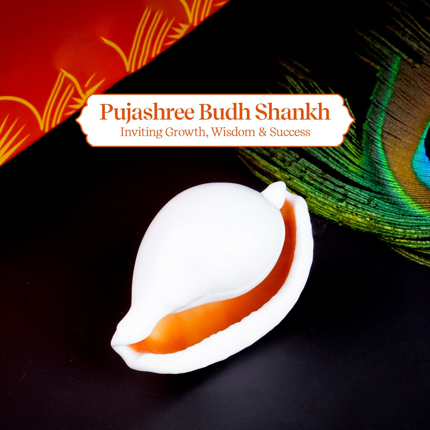 Budh Shankh 1 Pc | Navagraha Shankh by Pujashree | Sanatana Journey