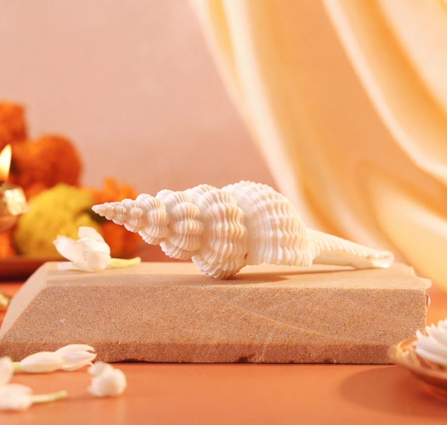 Shukra Shankh – Harmony, Luxury, and Prosperity by Pujashree | Sanatana Journey