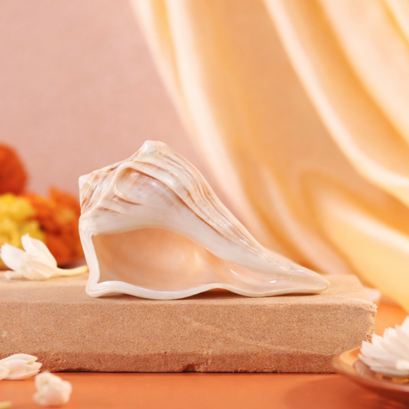 Dakshinavarti Shankh by Pujashree | Sanatana Journey