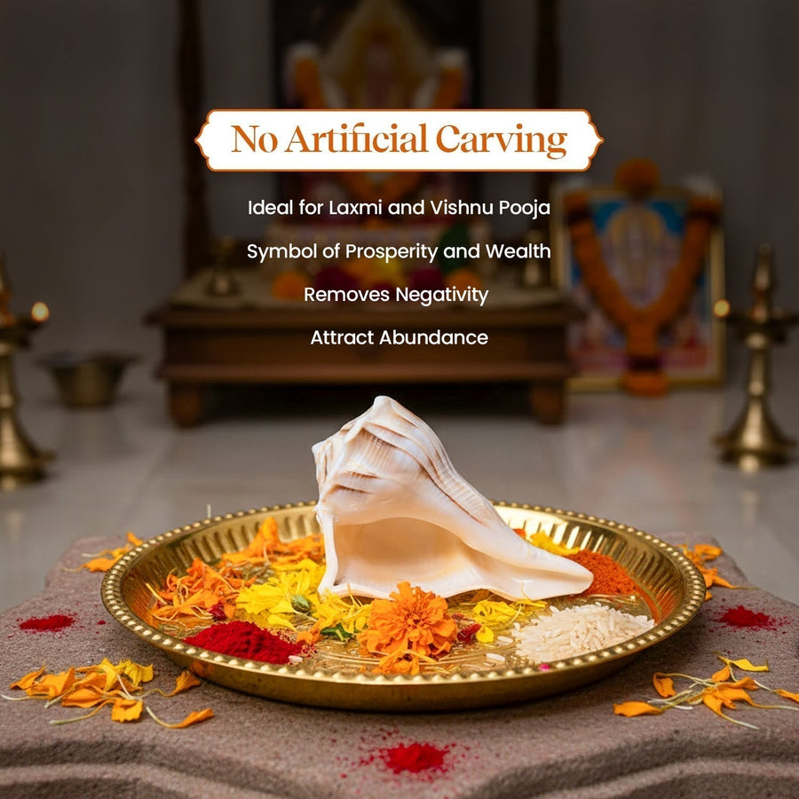 Dakshinavarti Shankh by Pujashree | Sanatana Journey