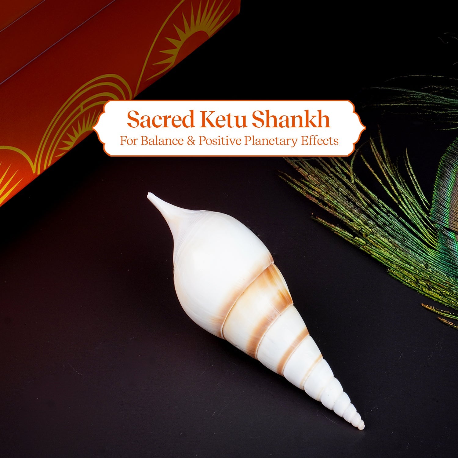 Ketu Shankh 1 Pc | Navagraha Shankh | Symbol of Planet Ketu by Pujashree | Sanatana Journey