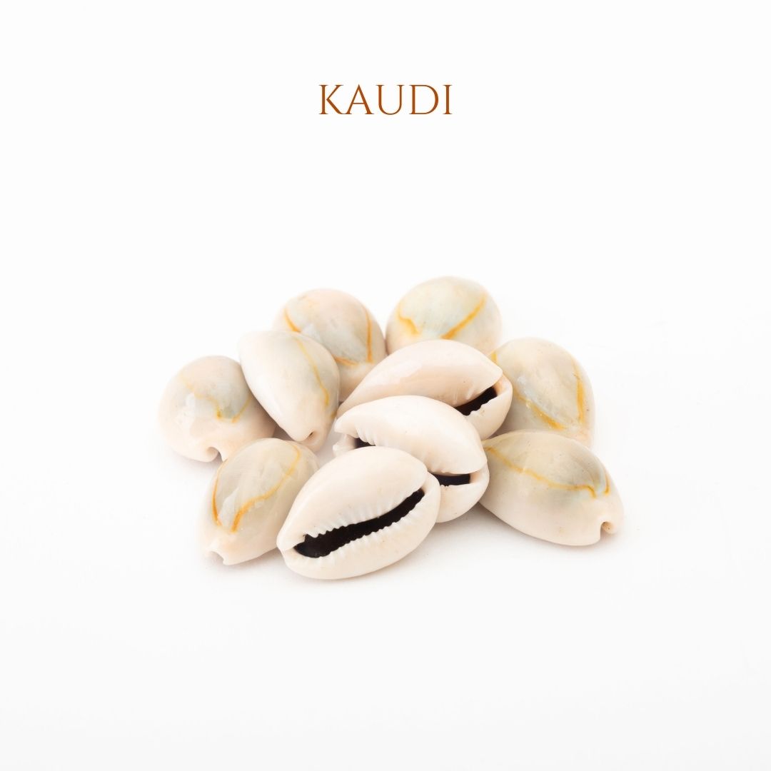 Kaudi Cowrie Shells