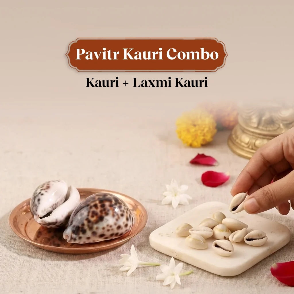 Pavitr Kauri Combo – Kauri & Laxmi Kauri for Wealth & Aarti Rituals by Pujashree | Sanatana Journey