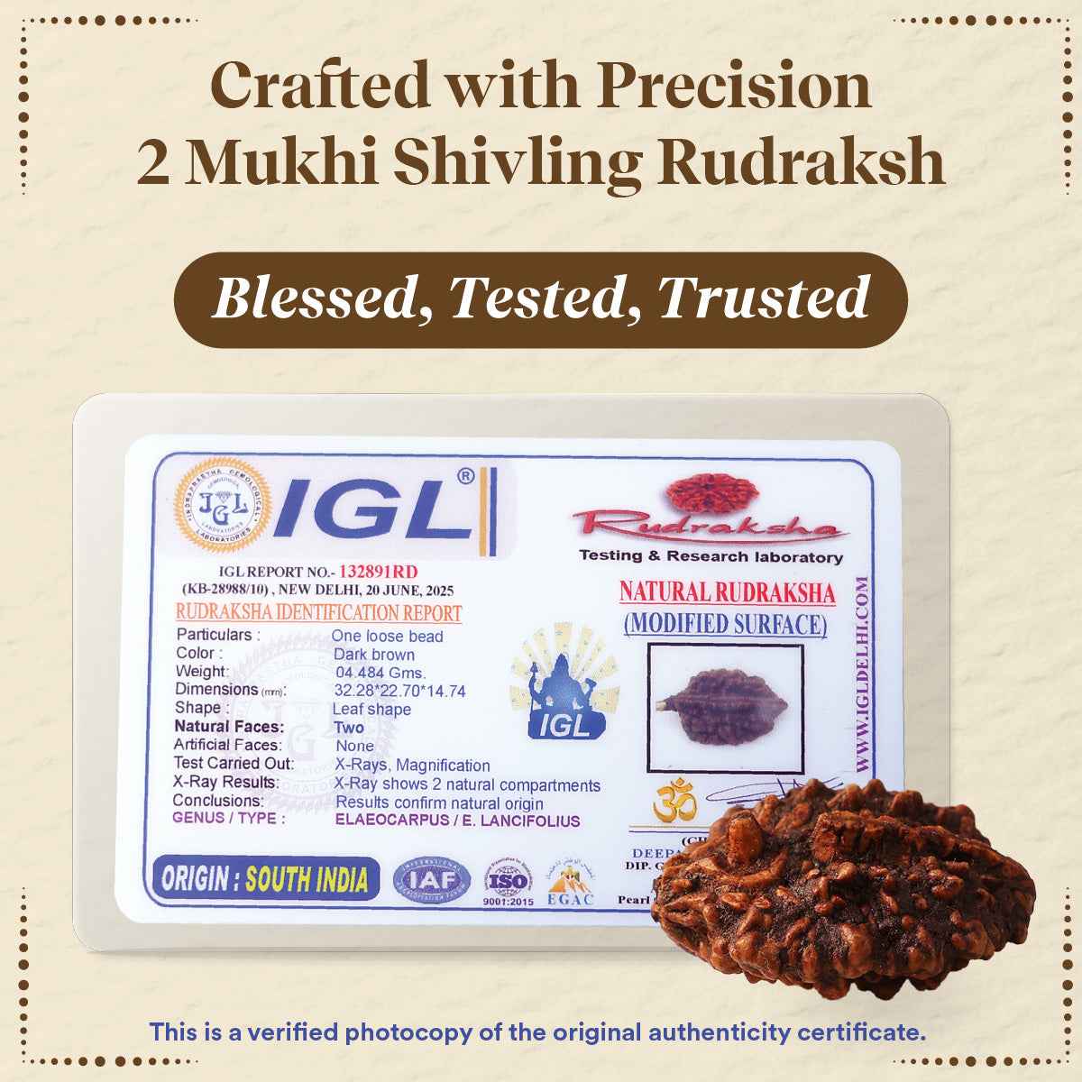 2 Mukhi Shivling Rudraksha for Protection, Peace & Spiritual Growth by Pujashree | Sanatana Journey