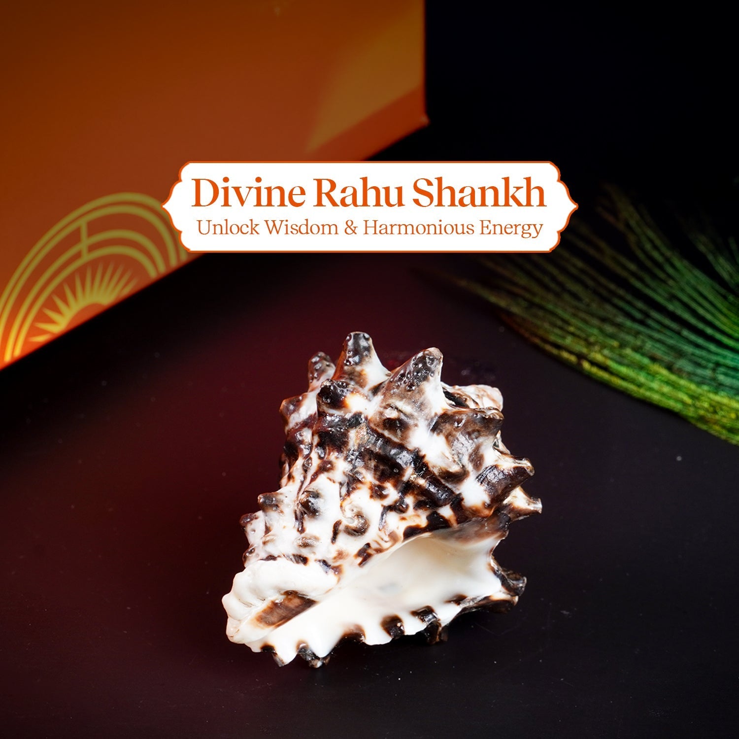 Rahu Shankh 1 Pc | Navagraha Shankh by Pujashree | Sanatana Journey