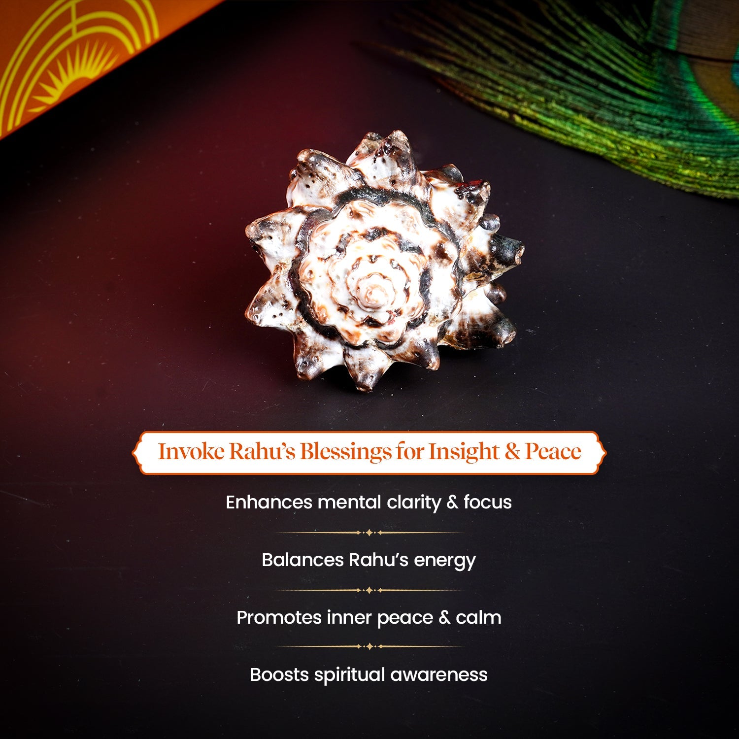 Rahu Shankh 1 Pc | Navagraha Shankh by Pujashree | Sanatana Journey