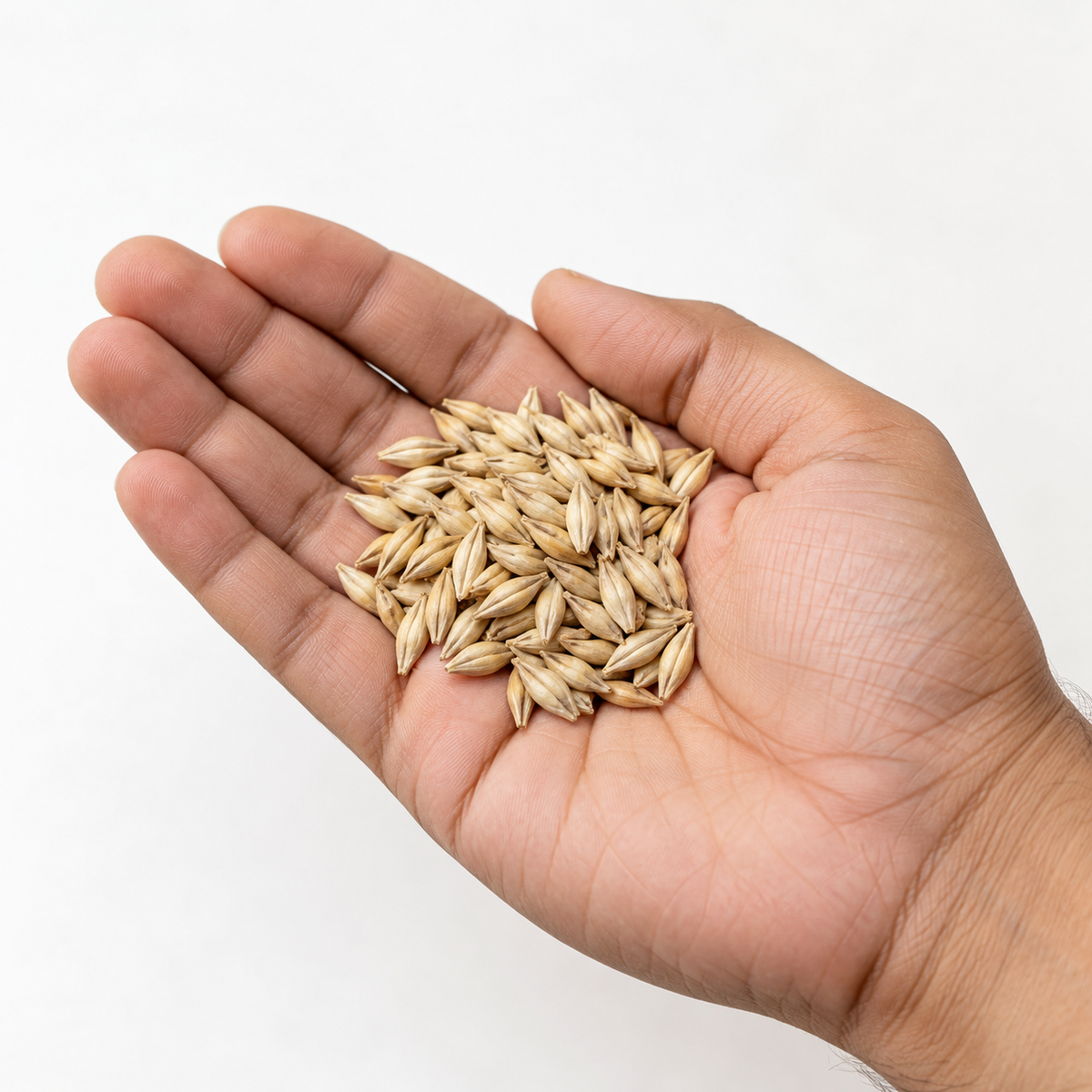 Whole Jau barley grains shown naturally in hand for size reference